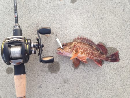 初のベイトタックル